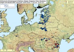 Karte: ASF im Baltikum, in Belgien, Bulgarien, Polen, Rumänien, der Ukraine und Ungarn 2019, Stand 11.06.2019 (Quelle: FLI)