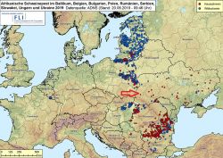 Karte: ASF im Baltikum, in Belgien, Bulgarien, Polen, Rumänien, der Ukraine und Ungarn 2019, Stand 20.08.2019 
 - Der rote Pfeil markiert den aktuellen Ausbruch in dem Großbetrieb (Quelle: FLI)