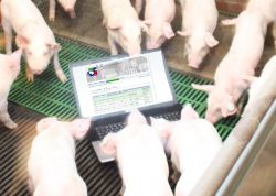 Schweine und Ferkel online vermarkten