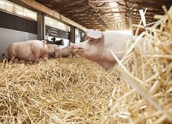 KI im Stall: Das LSZ Boxberg und die Universität Hohenheim erschließen Datenquellen für eine bessere und ökonomischere Schweinehaltung | (Bildquelle: Universität Hohenheim / Sacha Dauphin)