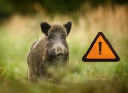 Viele Länder erweitern ihre Präventionsmaßnahmen zum Schutz vor einer Einschleppung der Afrikanischen Schweinepest