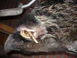 Wildschwein