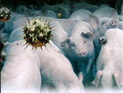 PRRS-Viren im Schweinestall