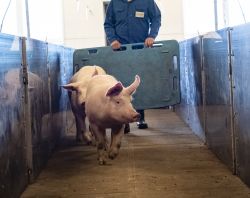 Schweine vermarkten ©ISN/Jaworr