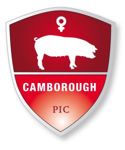 Camboroughs von PIC