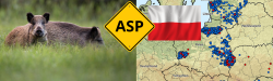 Die Anzahl der in diesem Jahr bisher gemeldeten ASP-Ausbrüche in Polen, haben das Niveau des gesamten letzten Jahres bereits überschritten.