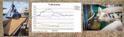 Nach einem ersten Preisrückgang für Mischfutter nach der Getreideernte stellt sich den Erzeugern wie in jedem Jahr die Frage, in welche Richtung sich die Preise für Mischfutter nach der Getreideernte entwickeln