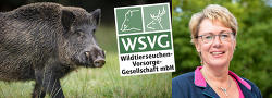 Niedersachsens Landwirtschaftsministerin Barbara Otte-Kinast will dem Beispiel Nordrhein-Westfalens folgen und eine Wildtierseuchen-Vorsorgegesellschaft einrichten.