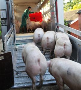 Schweine werden auf Transporter verladen