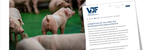 Der Verband der Fleischwirtschaft (VDF) warnt vor dem begrenzten Markt an Eberfleisch und setzt ganz auf die Kastration unter Isoflurannarkose. (Screenshot VDF-Pressemitteilung)