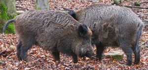 In Bayern und Hessen wurde die Jagd auf Wildschweine erleichtert, um die Vorsorge gegen die Afrikanische Schweinepest zu verstärken.
© Pixabay