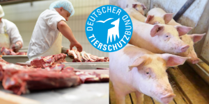 Schweinestau: Deutscher Tierschutzbund erkennt Notlage der Schweinehalter