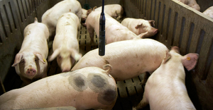 Schweine mit Mikrofon. Quelle: www.kuleuven.be