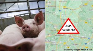 ASP Verdacht EL