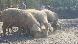 Die Turopolje-Schweine leben in einem eingezäunten Wald auf ca. 200 ha Fläche.