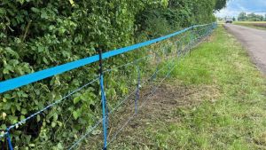 Der Fundort eines Wildschweinkadavers lag außerhalb der bisherigen Kernzone © HMLU