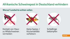 ASP Infografik Landwirte Afrikanische Schweinepest BMEL