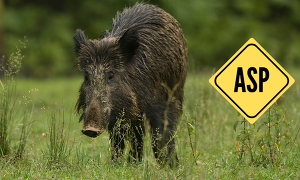 Sachsen sieht vor, den Schwarzwildbestand in den Schutzkorridoren zu minimieren, um die weitere Ausbreitung der ASP zu verhindern. (Bild ©Canva)