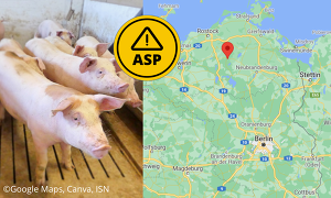 ASP: Erstmals ist ein Hausschweinebestand in Mecklenburg-Vorpommern betroffen ©Google maps, Canva, ISN