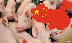 In China entsteht zur Zeit die größte Schweinehaltungsanlage der Landes ©Canva