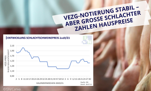 Die VEZG-Notierung konnte sich diese Woche stabil halten, die großen Schlachter reagierten mit deutlich niedrigeren Hauspreisen. ©ISN/Canva