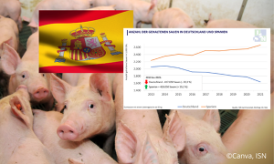 Header Schweine Spanien