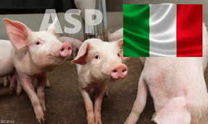 In einer Kleinshaltung in Italien wurden zwei Hausschweine positiv auf ASP getestet