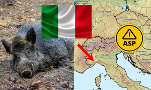 Im Nordwesten Italiens wurde erstmal ein Fall von Afrikanischer Schweinepest bei einem Wildschwein bestätigt ©FLI, Canva