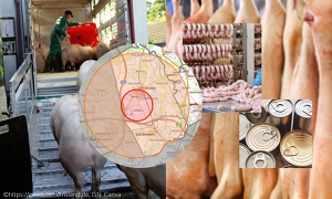 Die Vermarktung von Mastschweinen aus den ASP-Restriktionszonen im Emsland muss endlich ins Rollen kommen. ©ISN, Canva, https://geodaten.emsland.de