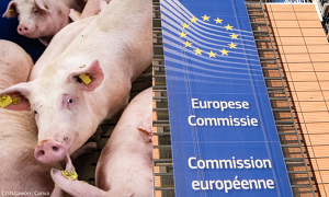 Die von der EU-Kommission vorgeschlagene Ausweitung der Emissionsrichtlinie wäre für die Tierhalter in der gesamten EU ein riesiger Brocken (Bild © ISN/Jaworr, Canva)