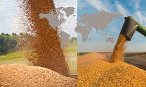 Laut IGC wird die globale Getreideerzeugung im kommenden Wirtschaftsjahr voraussichtlich kaum kleiner ausfallen als 2021/22.