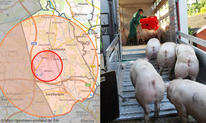 Erstmalig werden heute Schweine aus dem Restriktionsgebiet im Emsland geschlachtet