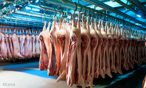 Die eingelagerten Mengen an Schweinefleisch in Deutschland befinden sich auf niedrigem Niveau. ©Canva