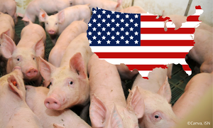 US-Farmer haben ihre Schweinebestände wieder aufgestockt. ©ISN, Canva