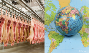 Die weltweite Schweinefleischerzeugung dürfte 2026 weitgehend stabil bleiben ©ISN, Canva