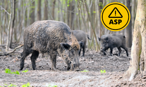 Seit dem ersten Auftreten der ASP im September in Deutschland, wurde die Tierseuche in Brandenburg und Sachsen im Schwarzwildbestand festgestellt.