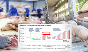 Abbau des Schweinestaus in kleinen Schritten – Weihnachten bringt trotz Lockdown Impulse für den Fleischmarkt
