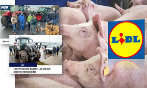 Die Schwarz Gruppe (Lidl und Kaufland) will noch im Laufe des Jahres 2021 unter anderem über die Initiative Tierwohl (ITW) 50 Millionen Euro zur Unterstützung der Landwirte zur Verfügung stellen.