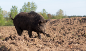 In den ASP-Kerngebieten in Frankfurt (Oder) gilt vorerst ein Nutzungsverbot der land- und forstwirtschaftlichen Flächen (Bild ©Canva)