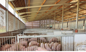Mit einer Bundesratinitiative will NRW die Genehmigungshürden für den Umbau für Tierwohlställe abbauen (Bild: ISN)
