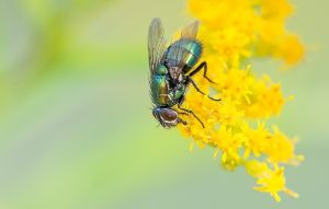 Könnten Fliegen mögliche ASP-Übertrager sein?