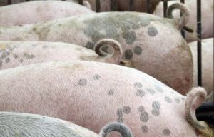 Kupierverzicht: Der Druck auf die Schweinehalter steigt auch in Dänemark