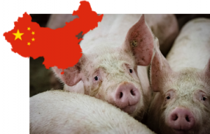 In China liegt der Schlachtschweinepreis nach einem Niveau von 4,70€ im Januar aktuell bei 2,42€ je Kilogramm Schlachtgewicht (Bild ©Canva)