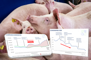 Krisengipfel der Agrarminister zum Schweinestau:  ISN fordert schnelle Nothilfe und abgestimmtes Vorgehen.