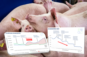 Krisengipfel der Agrarminister zum Schweinestau:  ISN fordert schnelle Nothilfe und abgestimmtes Vorgehen.