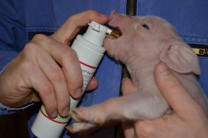 Pig LifeStart NEU
© AGRAVIS