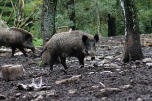 Wildschwein © Pixabay