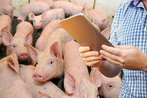 Künstliche Intelligenz kann im Schweinestall für mehr Tierwohl sorgen ©ISN, Canva