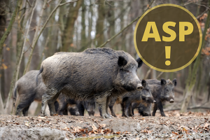 Das Einschleppungsrisiko der ASP ist ist nicht gebannt, daher mahnt NRW-Staatssekretär Bottermann weiterhin zu anhaltender Wachsamkeit (Bild ©Canva)