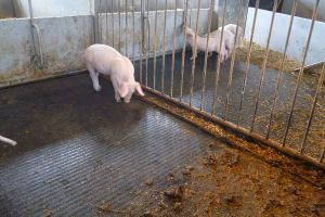 Schweinetoilette PigT